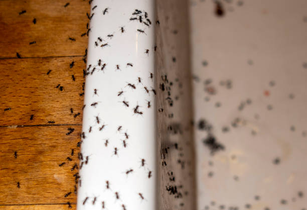 Best Pest Prevention Services  in Landrum, SC